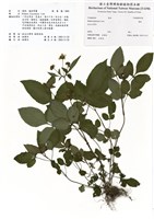 藏品(鬼針)的圖片